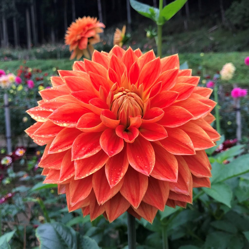 ダリア 品種一覧 両神山麓花の郷ダリア園