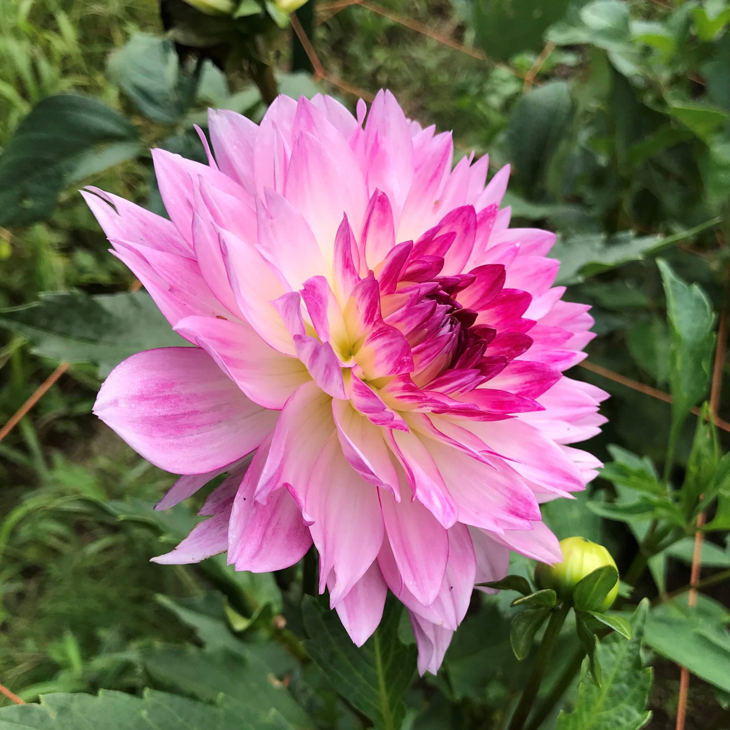 ダリア 品種一覧 – 両神山麓花の郷ダリア園